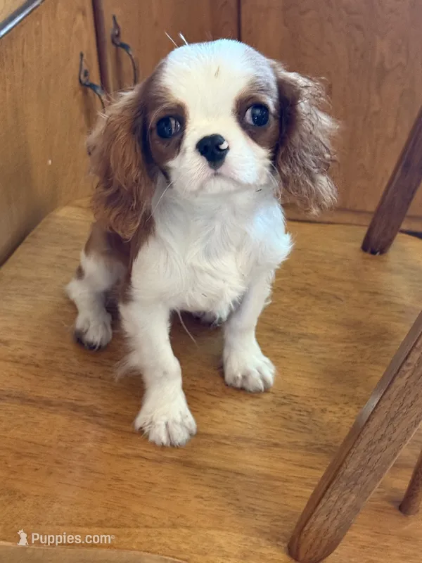 Little Ricky – Cavalier King Charles Spaniel puppy for sale in Hardwick, MA