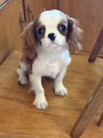 Little Ricky, a male Cavalier King Charles Spaniel for sale in Hardwick, MA – 1 of 1