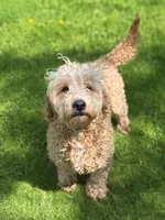 Minnow , a female Miniature Goldendoodle for sale in Hardwick, MA – 3 of 3