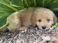 Baloo, a male Miniature Goldendoodle for sale in Hardwick, MA – 4 of 4