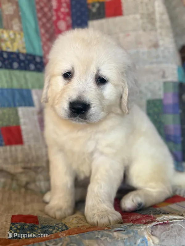 Evelyn – Golden Retriever puppy for sale in Hardwick, MA