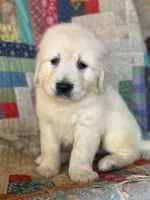 Evelyn, a female Golden Retriever for sale in Hardwick, MA – Photo 1 of 2