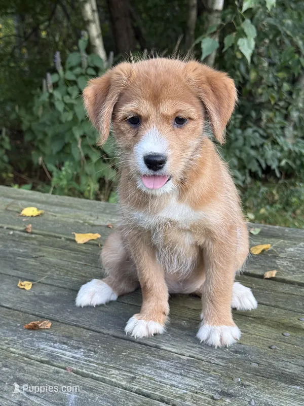 Mira  – Shiba Inu, Golden Retriever puppy for sale in Hardwick, MA