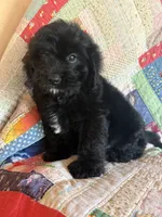 Wesley , a male Miniature Goldendoodle for sale in Hardwick, MA – 1 of 4