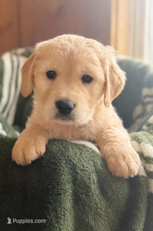 Johnny  – Golden Retriever puppy for sale in Hardwick, MA