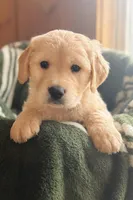 Johnny , a male Golden Retriever for sale in Hardwick, MA – Photo 1 of 2