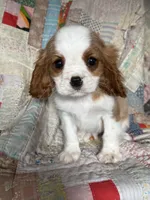 Manny, a male Cavalier King Charles Spaniel for sale in Hardwick, MA – 4 of 5