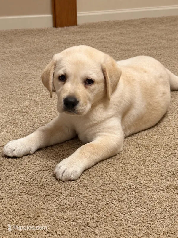 Rose – Labrador Retriever puppy for sale in Hardwick, MA