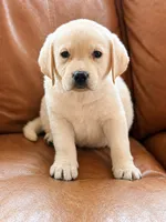 Landon, a male Labrador Retriever for sale in Hardwick, MA – Photo 2 of 2