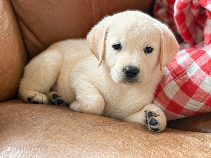 Landon – Labrador Retriever puppy for sale in Hardwick, MA