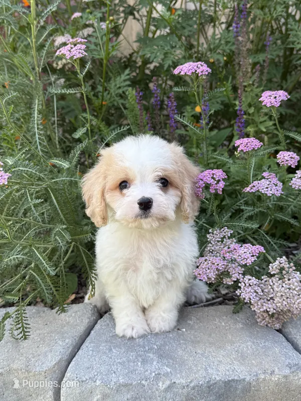 Blake – Bichon Frise, Cavalier King Charles Spaniel puppy for sale in Hardwick, MA