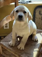 Waylon , a male Labrador Retriever for sale in Hardwick, MA – 1 of 6
