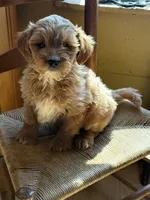 Nelson, a male Miniature Goldendoodle for sale in Hardwick, MA – 3 of 3