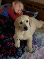 Tillie, a female Labrador Retriever for sale in Hardwick, MA – 1 of 4