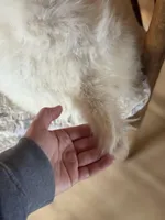 Tova, a female Golden Retriever for sale in Hardwick, MA – Photo 3 of 3