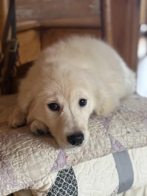 Tova – Golden Retriever puppy for sale in Hardwick, MA