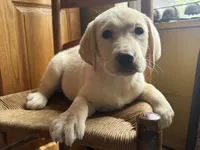 Tillie, a female Labrador Retriever for sale in Hardwick, MA – 2 of 3