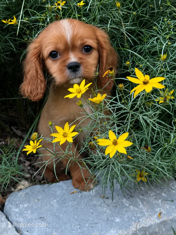 Louis – Cavalier King Charles Spaniel puppy for sale in Hardwick, MA