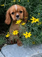 Louis, a male Cavalier King Charles Spaniel for sale in Hardwick, MA – 1 of 1