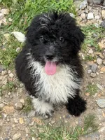 Gibby, a male Miniature Goldendoodle for sale in Hardwick, MA – 2 of 3