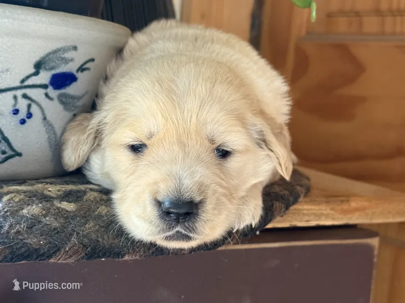 Tiramisu  – Golden Retriever puppy for sale in Hardwick, MA