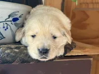 Tiramisu , a female Golden Retriever for sale in Hardwick, MA – 1 of 2