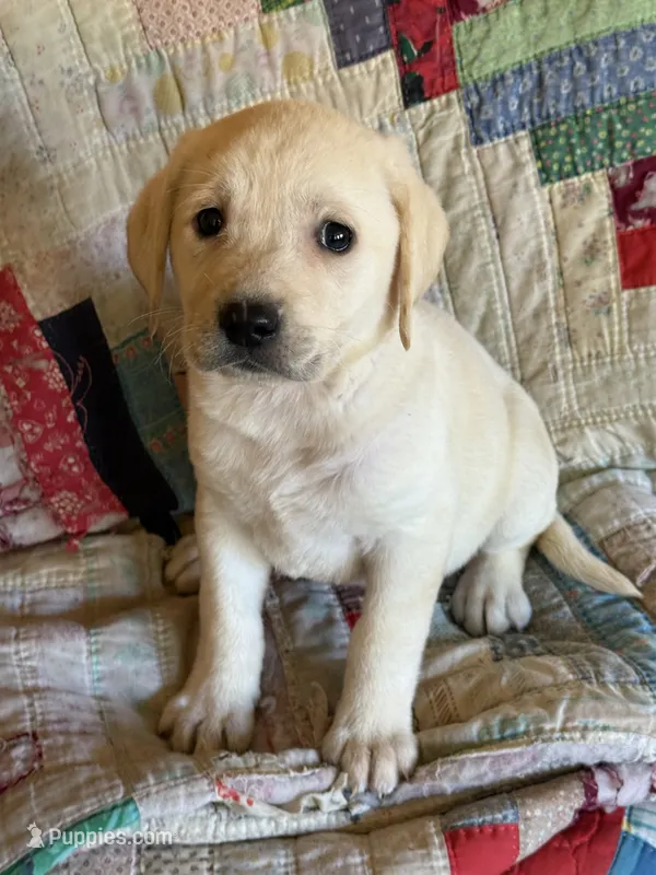 Tutti – Labrador Retriever puppy for sale in Hardwick, MA