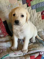 Tutti, a female Labrador Retriever for sale in Hardwick, MA – 1 of 2