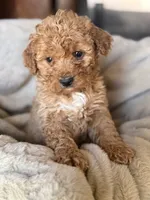 Myla, a female Miniature Goldendoodle for sale in Hardwick, MA – 2 of 2