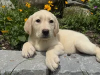 Tillie, a female Labrador Retriever for sale in Hardwick, MA – 1 of 3