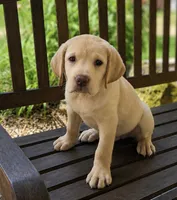 Rodney, a male Labrador Retriever for sale in Hardwick, MA – 1 of 1