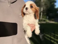 Manny, a male Cavalier King Charles Spaniel for sale in Hardwick, MA – 3 of 5