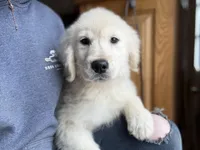 Tova, a female English Cream Golden Retriever for sale in Hardwick, MA – Photo 2 of 2