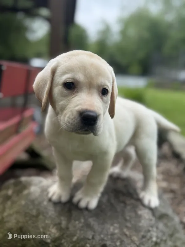 Waylon  – Labrador Retriever puppy for sale in Hardwick, MA