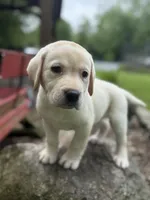 Waylon , a male Labrador Retriever for sale in Hardwick, MA – 2 of 6