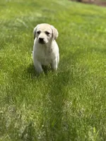 Luna, a female Labrador Retriever for sale in Hardwick, MA – 1 of 5