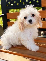 Henrietta, a female Cavachon for sale in Hardwick, MA – 2 of 2
