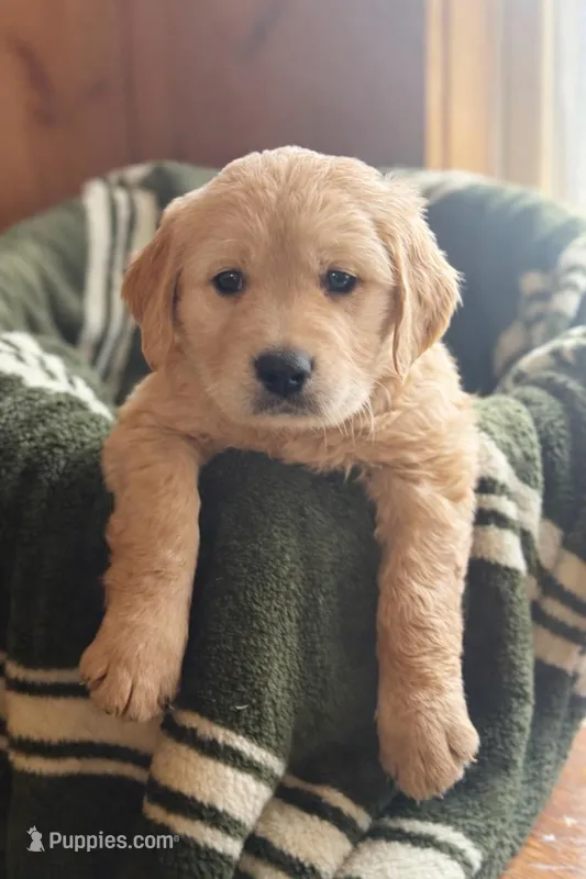 Darren – Golden Retriever puppy for sale in Hardwick, MA