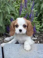 Elizabeth, a female Cavalier King Charles Spaniel for sale in Hardwick, MA – 1 of 1