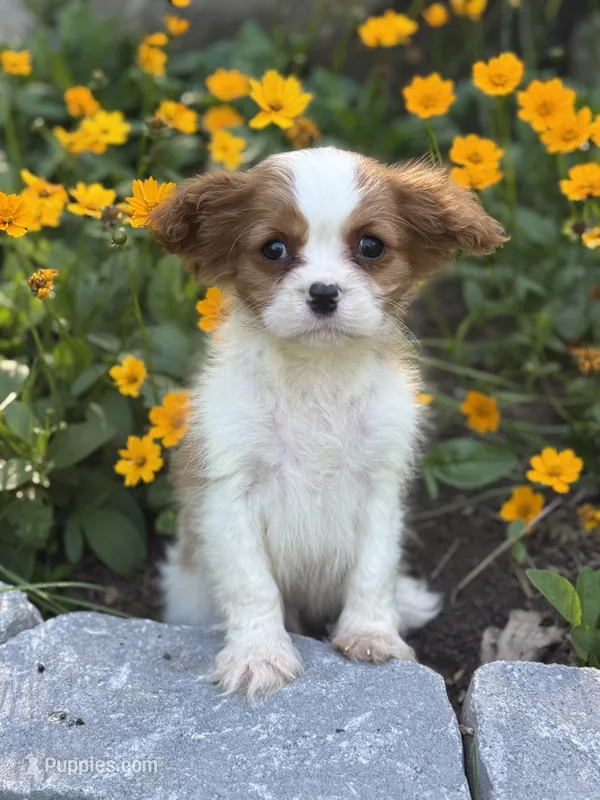 Radar – Cavalier King Charles Spaniel puppy for sale in Hardwick, MA
