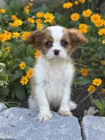 Radar, a male Cavalier King Charles Spaniel for sale in Hardwick, MA – 1 of 2