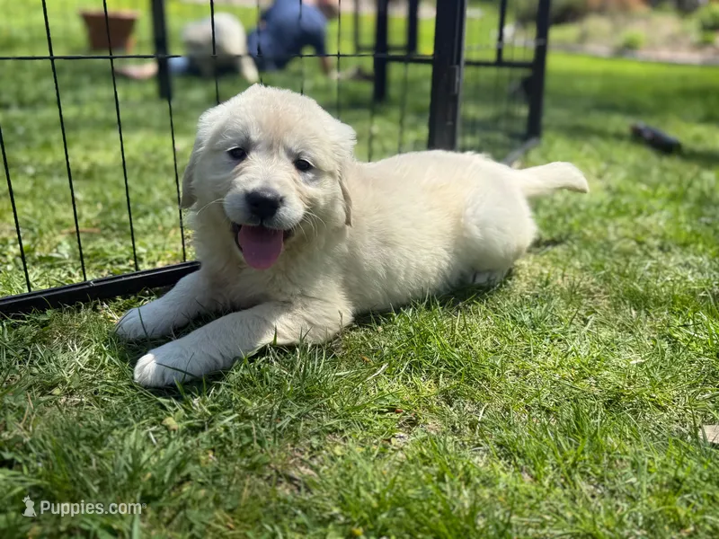 Evelyn – English Cream Golden Retriever puppy for sale in Hardwick, MA