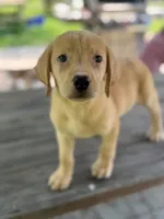 Mandy, a female Labrador Retriever for sale in Hardwick, MA – 2 of 2