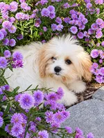 Hannah, a female Cavachon for sale in Hardwick, MA – 2 of 2