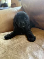 Wesley , a male Miniature Goldendoodle for sale in Hardwick, MA – 3 of 4