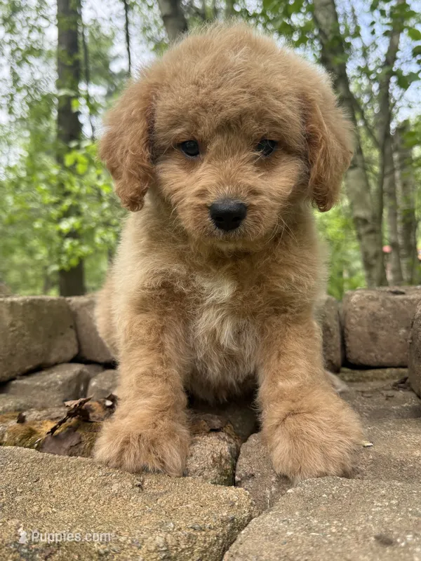Baloo – Miniature Goldendoodle puppy for sale in Hardwick, MA