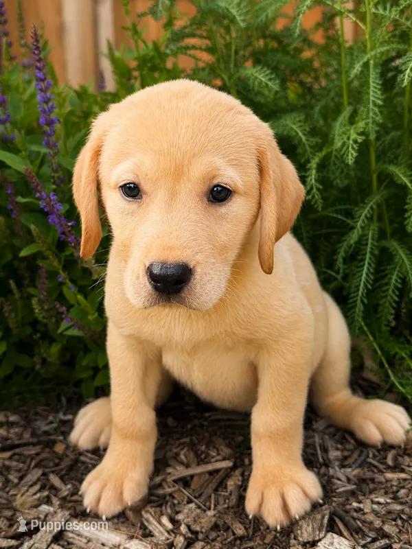 Brie – Labrador Retriever puppy for sale in Hardwick, MA