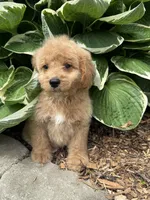 Baloo, a male Miniature Goldendoodle for sale in Hardwick, MA – 3 of 4