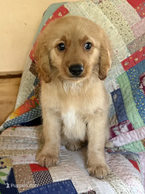 Regis – Miniature Golden Retriever puppy for sale in Hardwick, MA