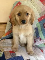 Regis, a male Miniature Golden Retriever for sale in Hardwick, MA – 1 of 3
